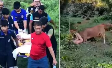 Turisti rus tentoi të “përdhunojë lopën”, shtypet nga kafsha – policia tajlandeze detyrohet të intervenojë për ta shpëtuar