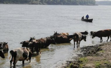 Fermerët në Rumani detyrohen të shesin bagëtitë pasi “thatësira po vret ushqimin e kafshëve”