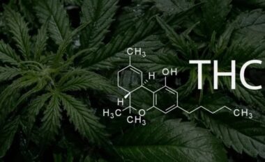 Kanabisi rinovon trurin e minjve: Hulumtim i ri që mund të çojë në një kurë