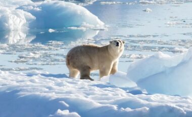 Burri nga Kanadaja pësoi lëndime të rënda pasi “u hodh mbi ariun polar” për të mbrojtur gruan e tij nga sulmi