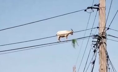 Dhia sfidon gravitetin, qëndron në telat e dy shtyllave elektrike në Brazil – pamjet bëhen virale