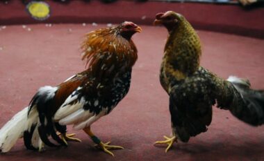 Persona të armatosur qëllojnë për vdekje 12 burra gjatë luftës së gjelave në Ekuador