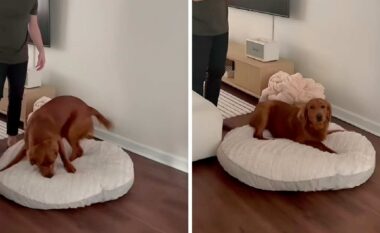 Golden Retriever merr një krevat fëmijësh, reagimi i tij shkrin zemrat