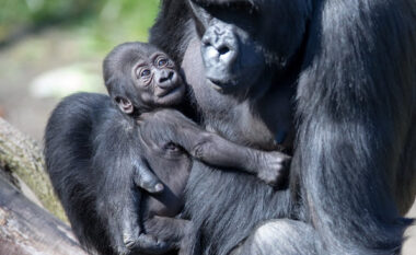 Gorillat krijojnë lidhje ngjashëm me njerëzit, kanë familje të zgjeruar dhe miq