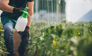 Nuk dëshironi pesticide kimike në kopshtin tënd? Zgjidh uthullën!