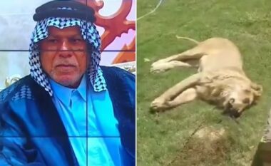 Irakiani e bleu luanin me qëllim rritjen dhe zbutjen e tij në shtëpi, kafsha e egër e sulmon për vdekje