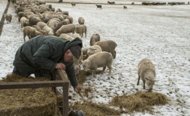 Zelanda e Re ka ende më shumë dele sesa njerëz