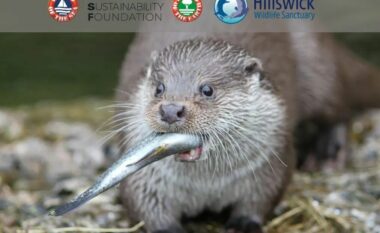 Ruajtja e biodiversitetit, WSF nis një fushatë të re për t’i mbrojtur vidrat