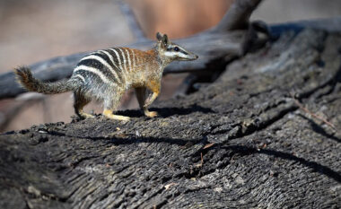 E rrallë, plot ngjyra dhe magjepsëse: Numbat – krijesa që të rrëmben zemrën