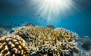 “Ocean with David Attenborough” nga 8 maji në ekranin e madh të CineStar