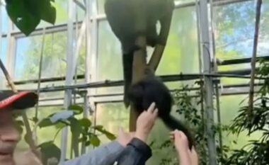 Kopshti zoologjik në Çeki “në alarm” pasi një familje u kap duke “keqtrajtuar majmunët”
