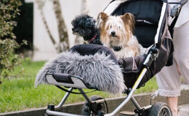 A po i zgjedhin milenialët qentë – si zëvendësues për fëmijët?