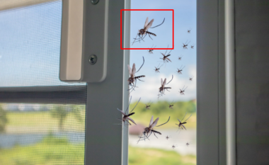 Largoni mushkonjat nga shtëpia me një truk kafeje që shumë pak e dinë