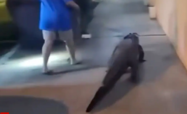 Policia përballet me një aligator rreth dy metra që iku nga pronari i tij