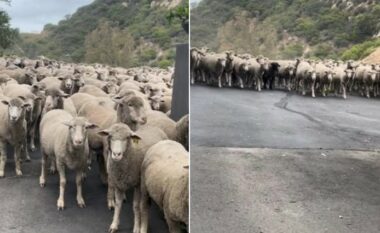 Delet “në arrati, pushtojnë” një rrugë të Kalifornisë