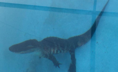 Vizitor i pazakontë në pishinë – një aligator