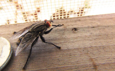 Keni probleme me mizat dhe insektet? Me këta dy përbërës nga kuzhina do t’i largoni nga shtëpia juaj