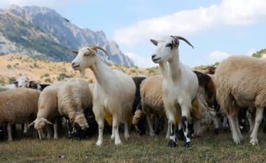 Ndalohet përkohësisht importi i deleve dhe dhive nga Shqipëria në Kosovë