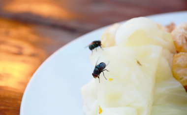 Mbani mizat larg gjatë verës me këtë përzierje të thjeshtë shtëpiake