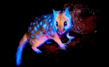 Krijesa e çuditshme që ‘shkëlqen në errësirë’, fotografohet në shkurret australiane për herë të parë
