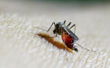 OBSH paralajmëron për përhapjen e virusit ‘chikungunya’ nga mushkonjat