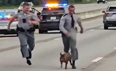 Derri bredh nëpër autostradë, policia në Karolinën e Jugut detyrohet të intervenojë për të shmangur më të keqen