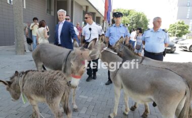 “Po i kërkoj falje gomarëve që kanë ardh nga Istogu” – Arianit Koci proteston në mënyrë të pazakontë para Kuvendit