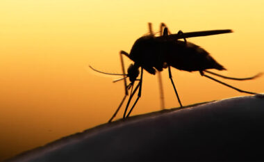 Malaria “rikthehet me hakmarrje” në Zimbabve, numri i vdekjeve nga sëmundja trefishohet