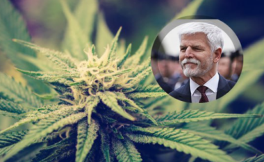 Çekia legalizon marihuanën – lejohet kultivimi në shtëpi!