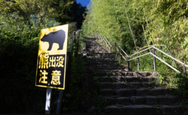 Një turne i golfit në Japoni nis me anulime – shkak, shfaqja e një ariu në fushë