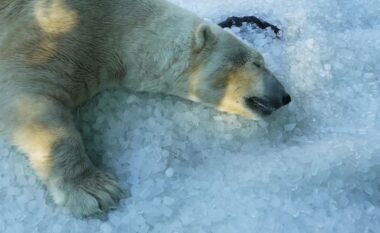 Kopshti Zoologjik i Pragës përdor akull për të “freskuar” kafshët gjatë valës së të nxehtit