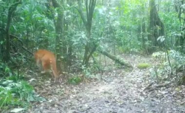 Një kafshë “që zakonisht shmang syrin e njeriut” ishte kapur nga kamera në një park kombëtar në Tajlandë
