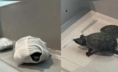 Një grua përpiqet të hyjë në aeroport me breshka të fshehura në trupin e saj, kapet nga agjencia e sigurisë