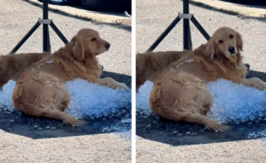 Shikoni se si po relaksohen qentë e racës “Golden Retriever”