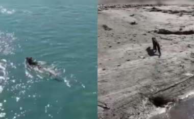 Pamje mahnitëse me dron të leopardit që kalon lumin me not