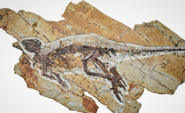Shkencëtarët zbulojnë fosilin e një dinosauri që mund të ketë cicëruar si zog