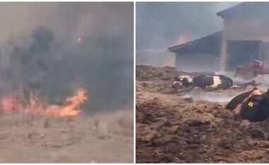 Zjarret përfshijnë shtallë me lopë, rrezikohen edhe shtëpitë në Lubizhdë të Prizrenit