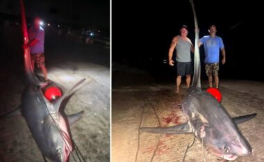 Amerikani zë peshkaqenin 320 kilogramësh, mezi transportoi krijesën pesë metërshe me varkën që ishte vetëm 4.5 metra