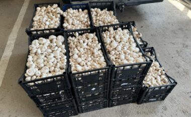 Ndalohet kontrabandë me kërpudha në kufirin lindor – sekestrohen mbi 900 kilogramë