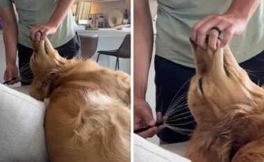 Ky qen i llastuar bëhet viral me lëvizjet e tij