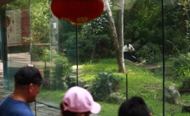 Panda më e vjetër që jeton jashtë Kinës tërheq vizitorë në Meksikë