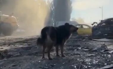 Besnikëri deri në fund – qeni që pret pronarin e ndjerë mes rrënojave në Ukrainë