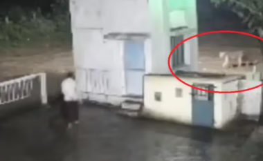Burri dhe luani ballë për ballë njëri-tjetrit, çfarë ndodh më pas shkakton habi