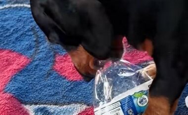 Qeni nga Teksasi heq 11 kapakë nga shishet plastike brenda një minute
