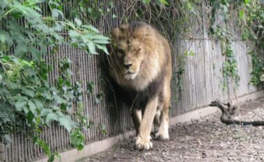 Kopshti zoologjik i Danimarkës u kërkon njerëzve të dhurojnë kafshë shtëpiake “të padëshiruara” për të ushqyer grabitqarët