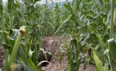 Nga raportimi për zhdukje deri te gjetja i varrosur në një arë të Lipjanit, Prokuroria konfirmon se trupi i pajetë është i Enver Bajraktarit