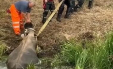Një lopë ‘veçanërisht e madhe’ shpëtohet nga kanali në Angli