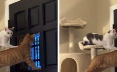 Macet si roje, pronari i kap ato duke monitoruar ngjarjet në lagje