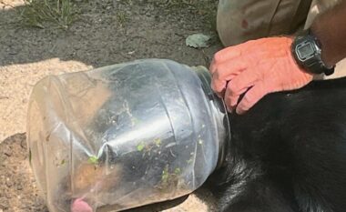 Ariu shpëtohet pas më shumë se një jave me kokën e bllokuar në një kavanoz plastik