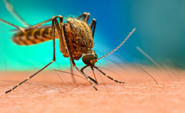 Kina lufton virusin chikungunya me dronë dhe rrjeta, ndërsa mijëra njerëz sëmuren